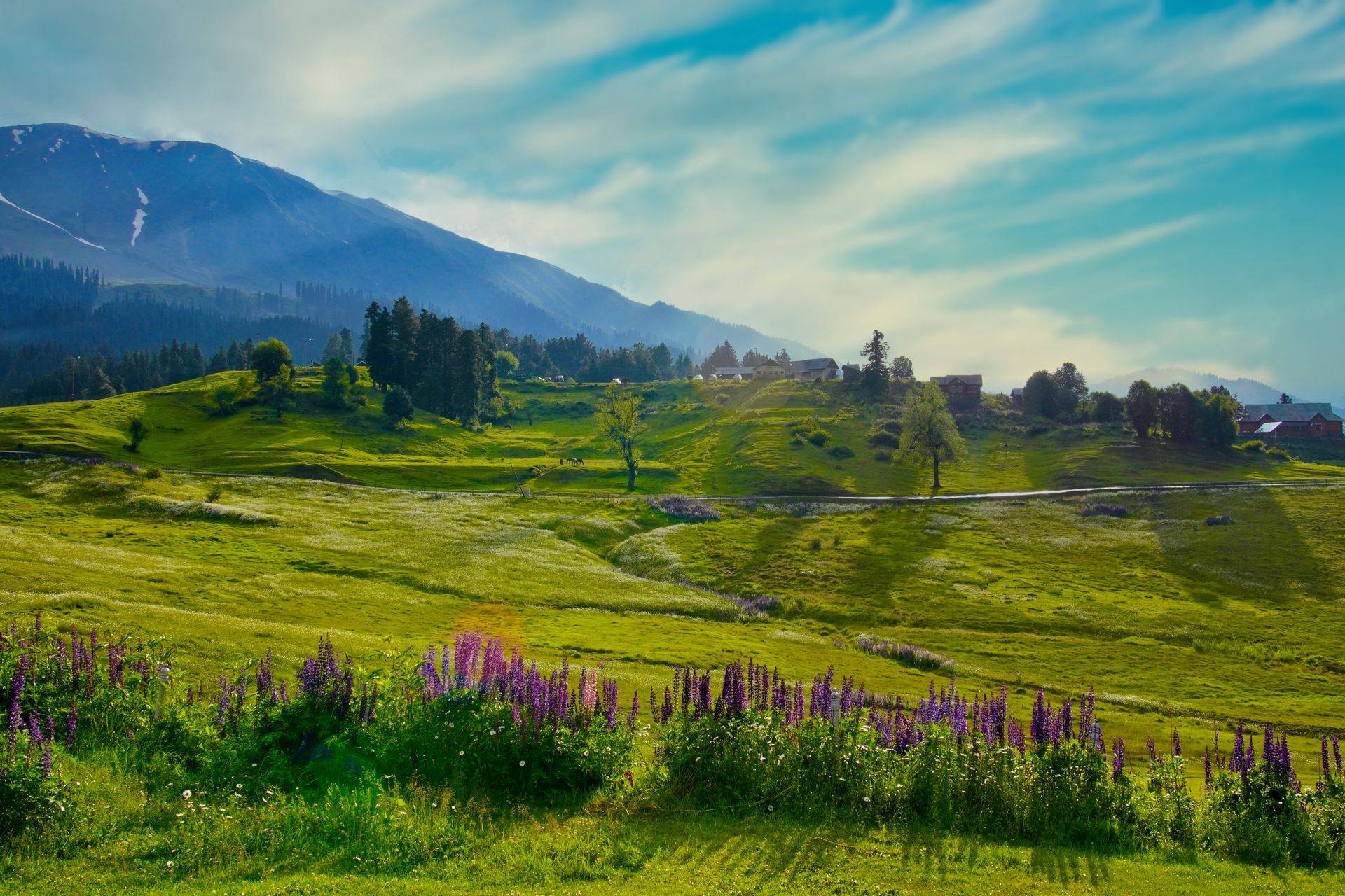 Novi 